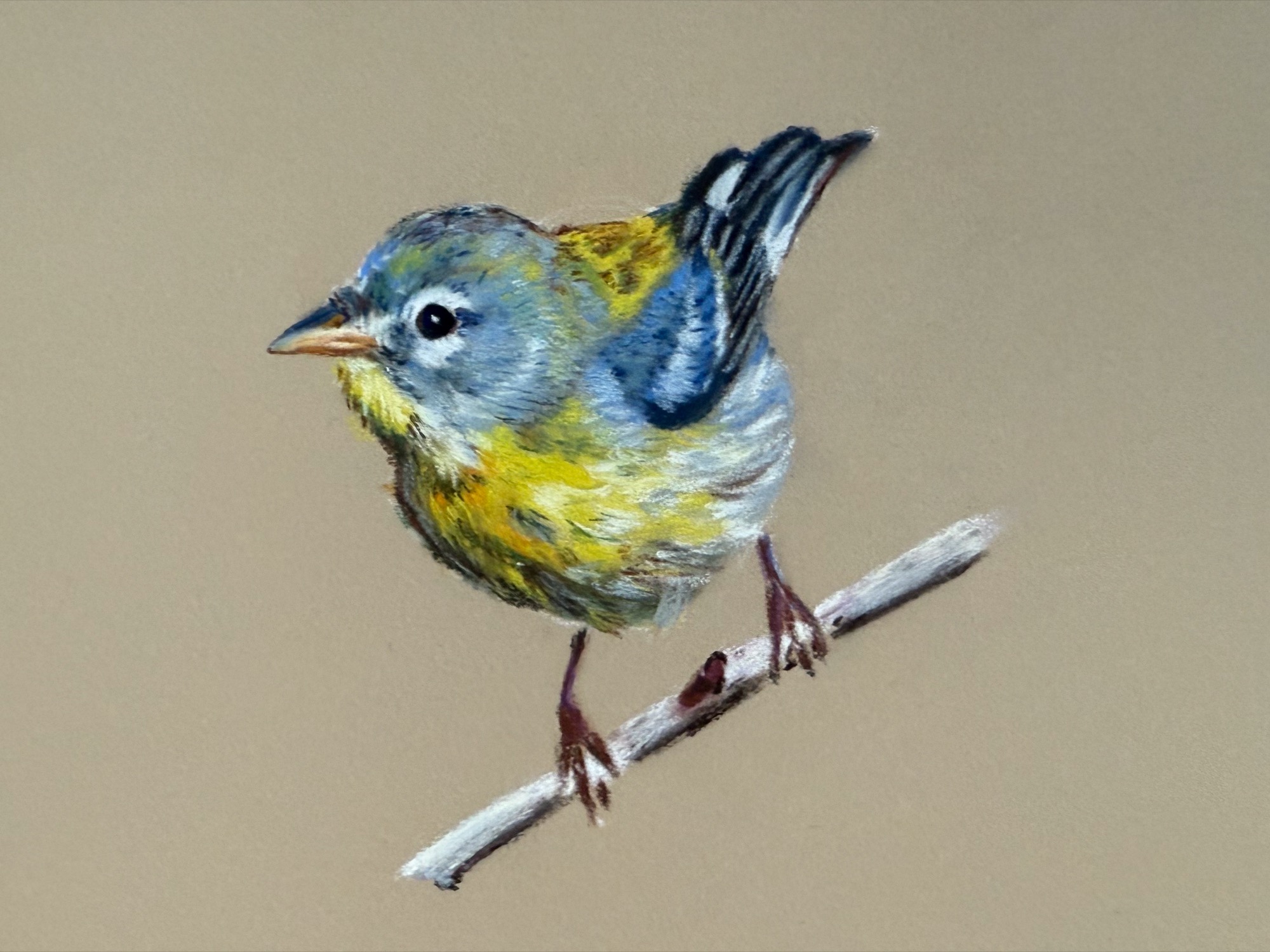 Northern Parula — pastel pencil on pastelmat, 2025