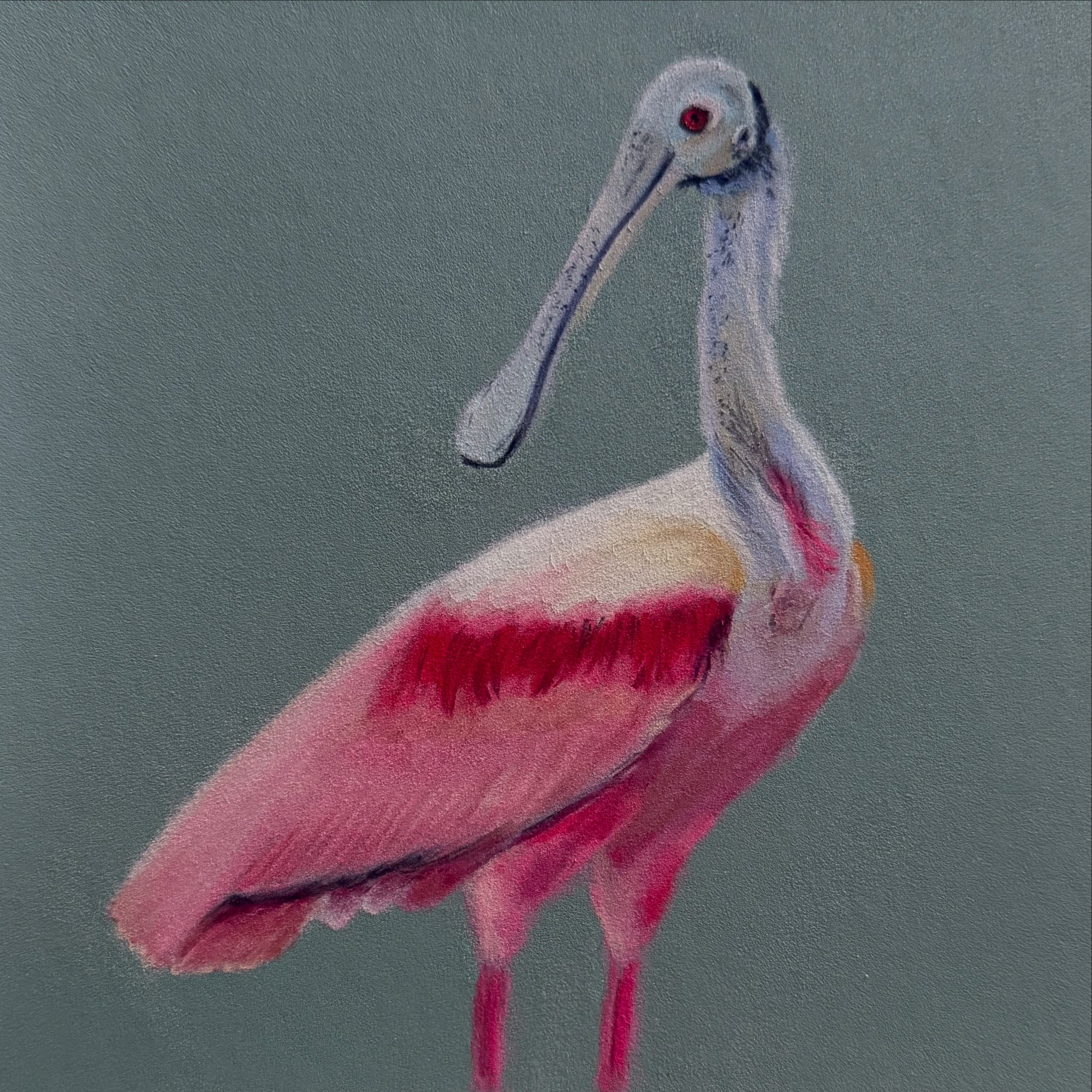 Roseate Spoonbill — pastel pencil on pastelmat, 2025