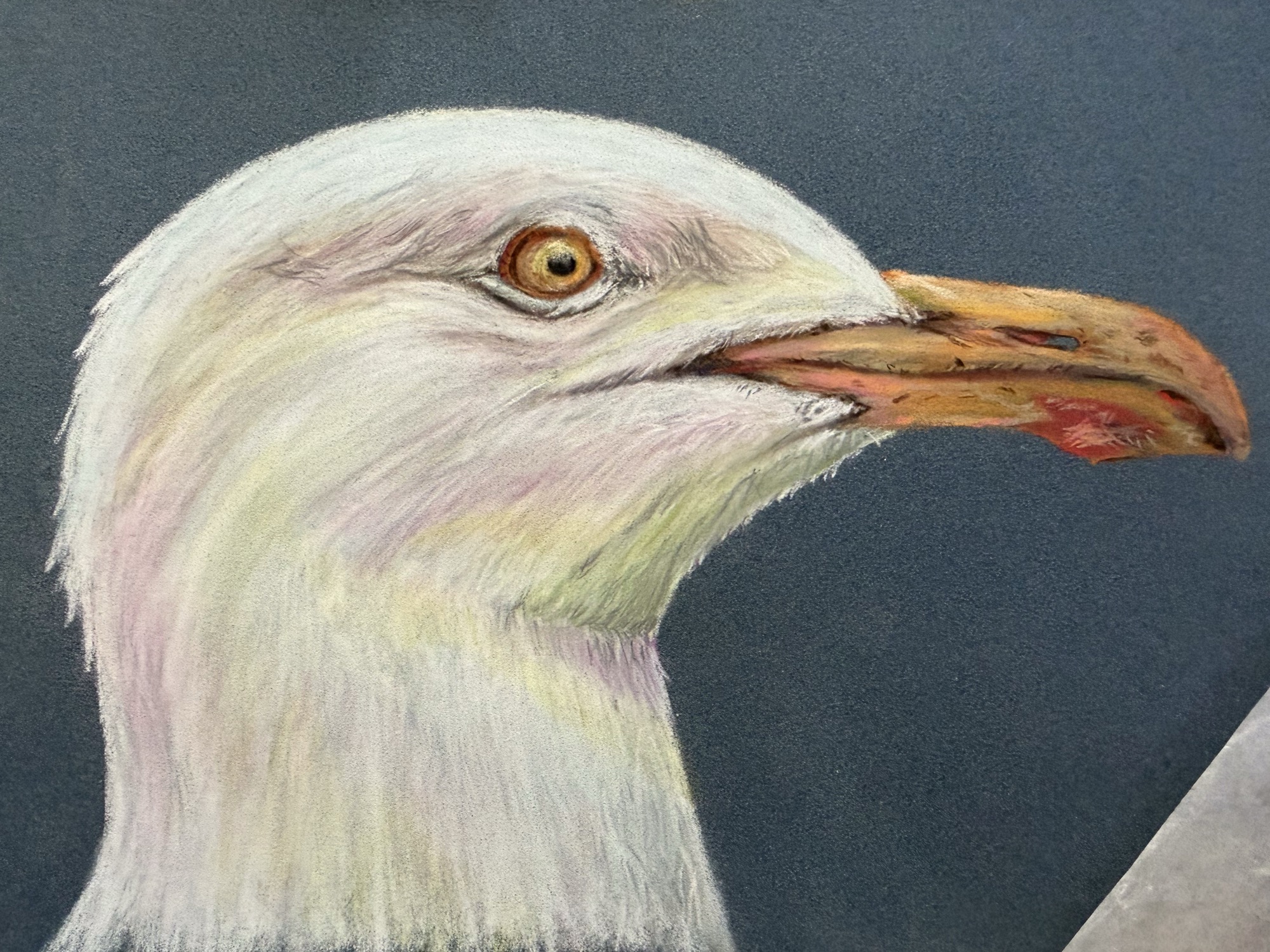 Shinygull — pastel pencil on pastelmat