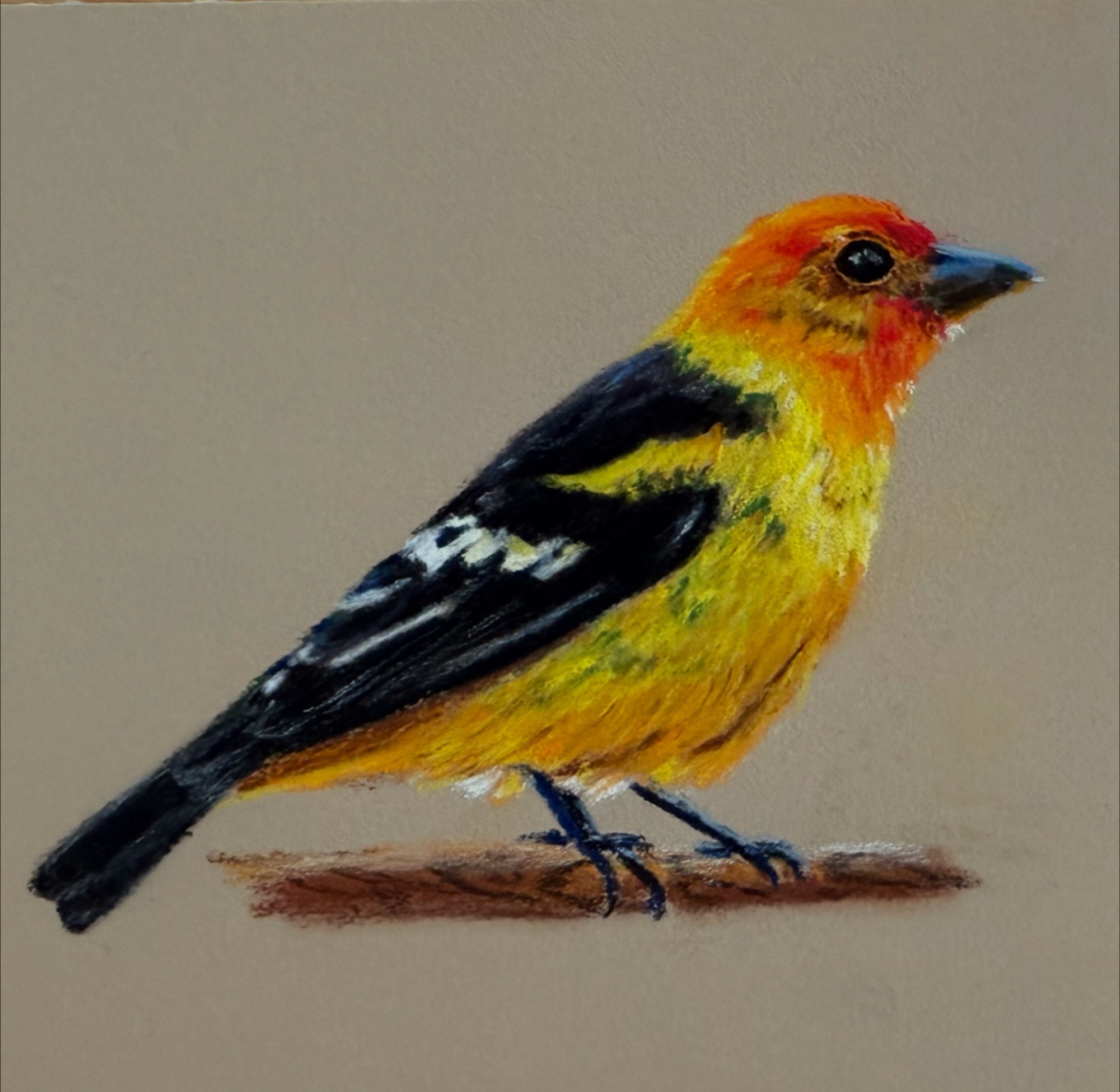 Summer Tanager — pastel pencil on pastelmat, 2025
