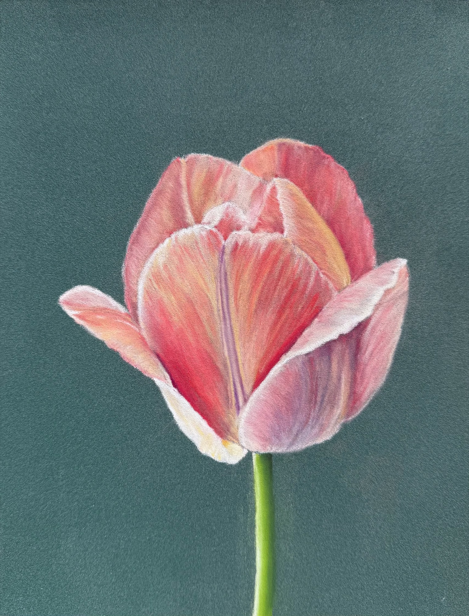 Tulip in Light — pastel pencil on pastelmat